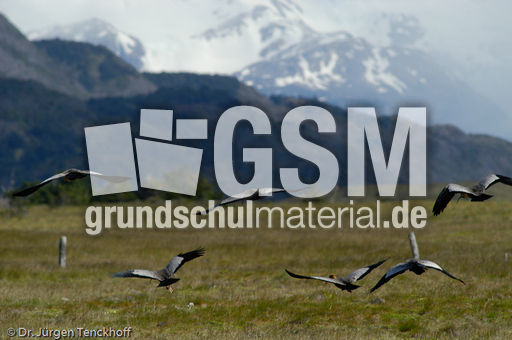 Schwarzzügelibis (13 von 15).jpg